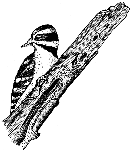 Free Woodpecker Clipart, Download Free Clip Art, Free Clip.