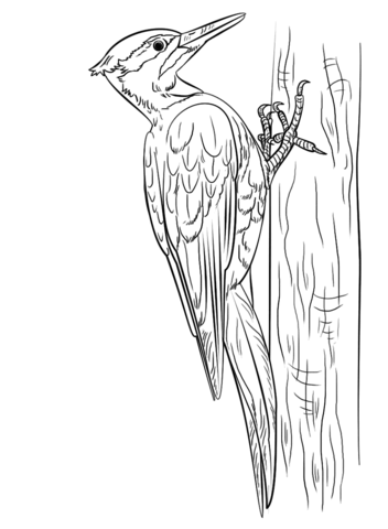 Pileated Woodpecker coloring page.