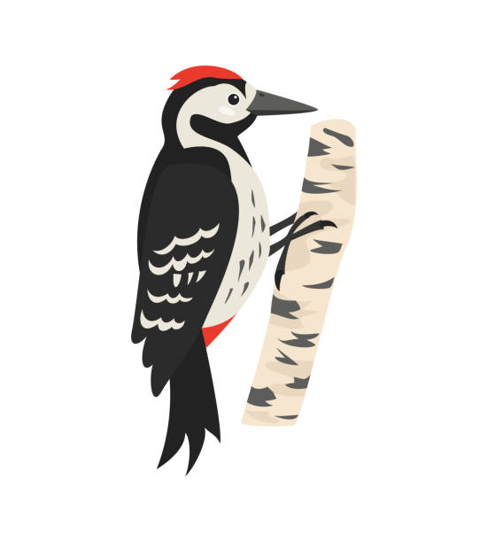 Best Woodpecker Illustrations, Royalty.