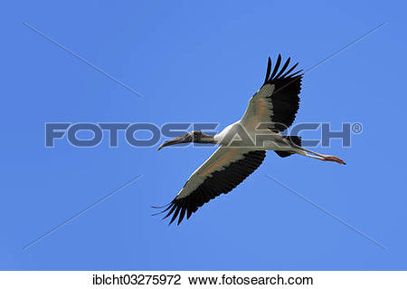 Stock Photo of "Wood Stork (Mycteria americana) in flight, Florida.