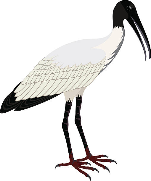 Wood Stork Clip Art, Vector Images & Illustrations.