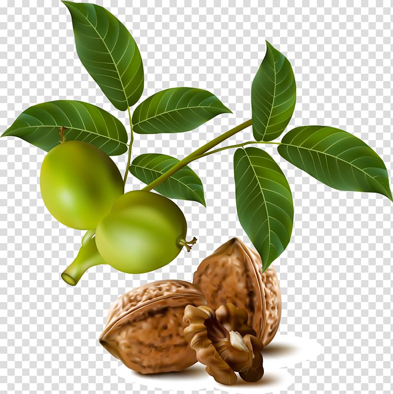 word clipart walnut tree 10 free Cliparts | Download images on