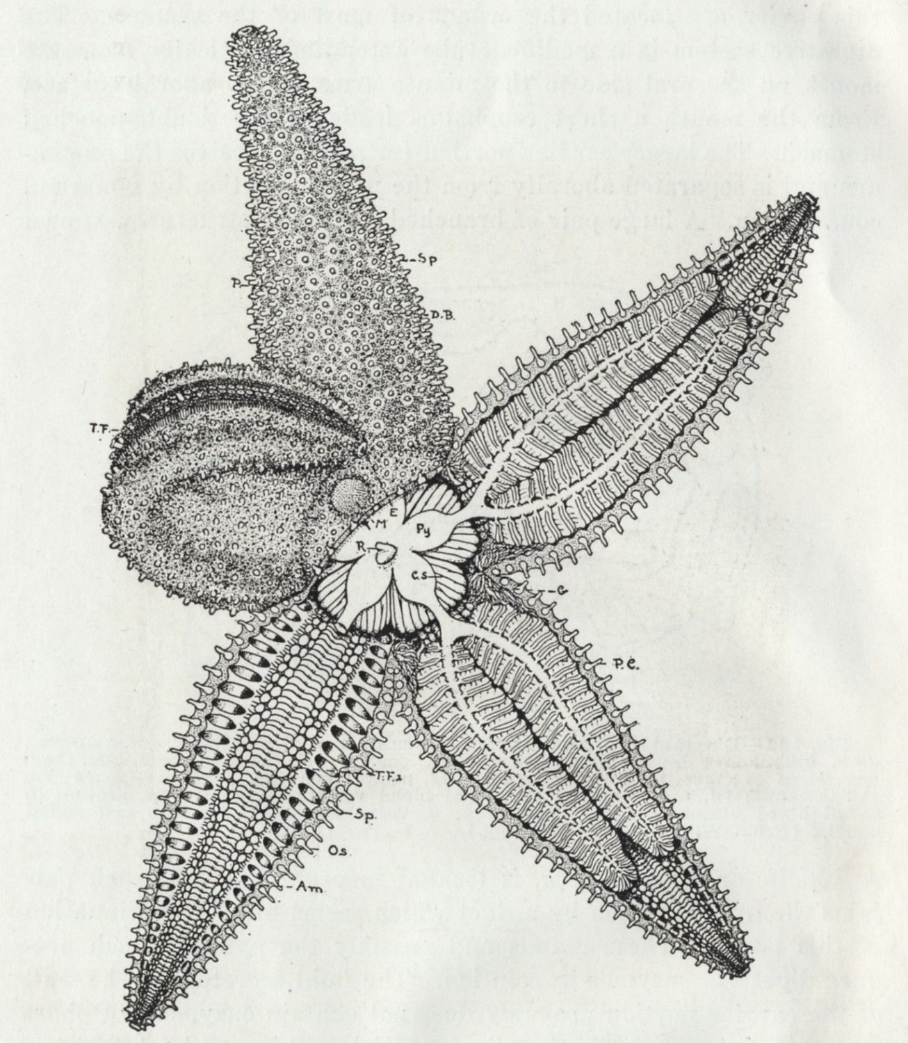 Starfish (1938).
