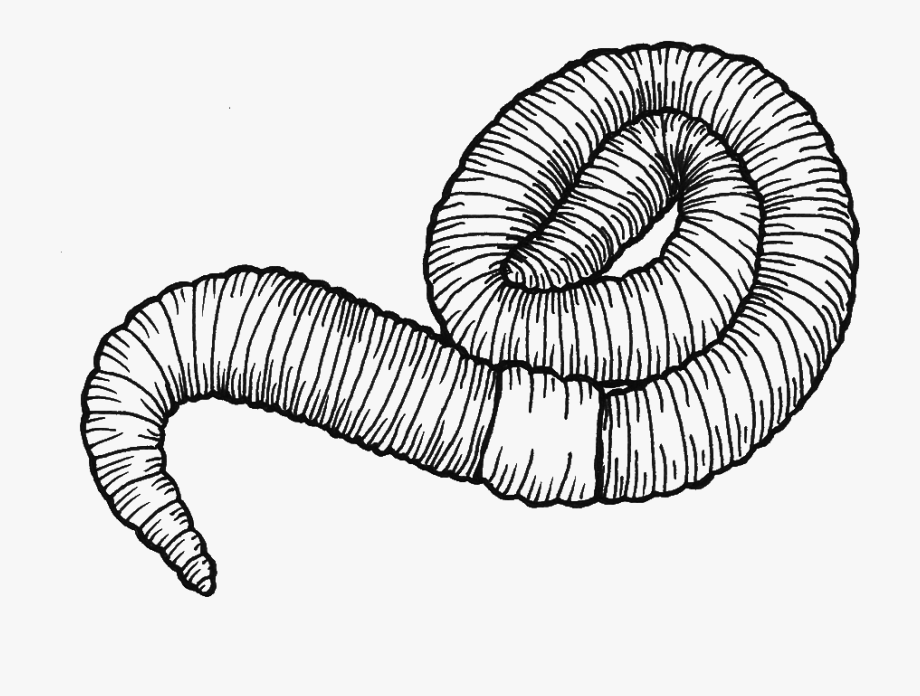 Earthworm Drawing Roundworm.