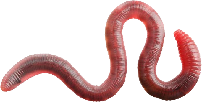 Worms PNG images free download, worm PNG.