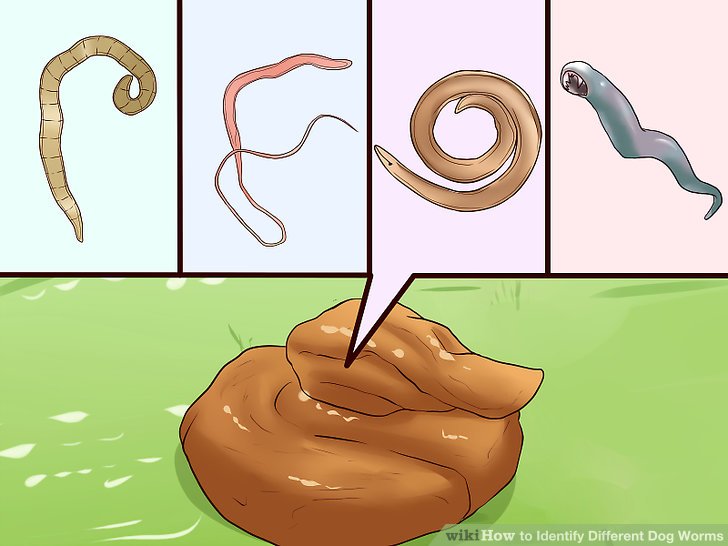 How to Identify Different Dog Worms (with Pictures).