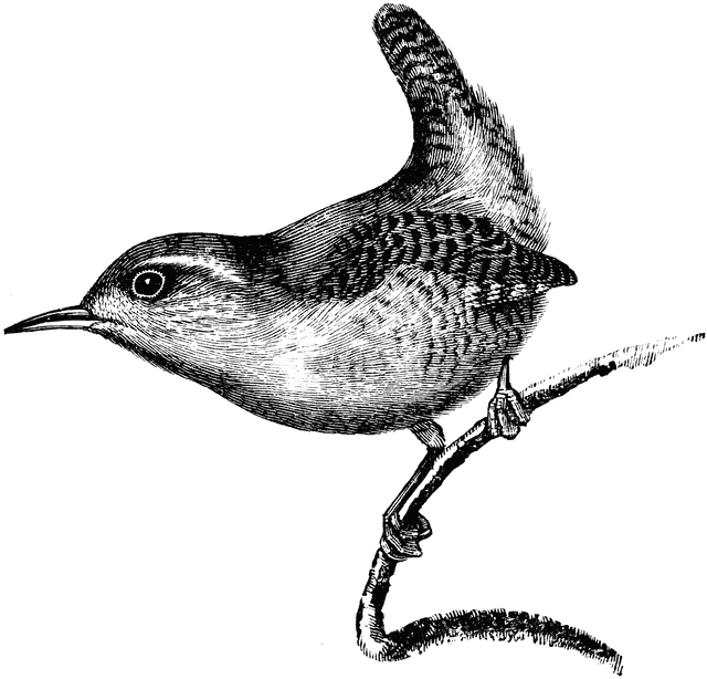 Wren Clipart Free.