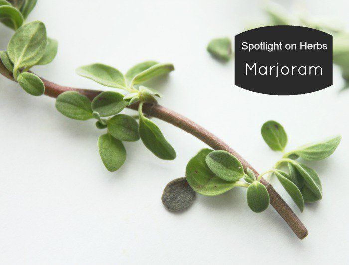 1000+ ideas about Marjoram Plant on Pinterest.