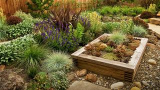 Xeriscaping Your Lawn in Dry Regions.