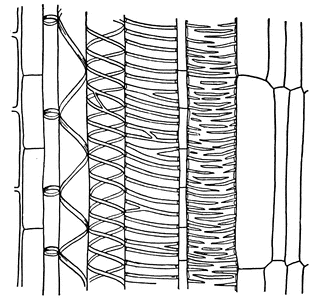 Xylem.