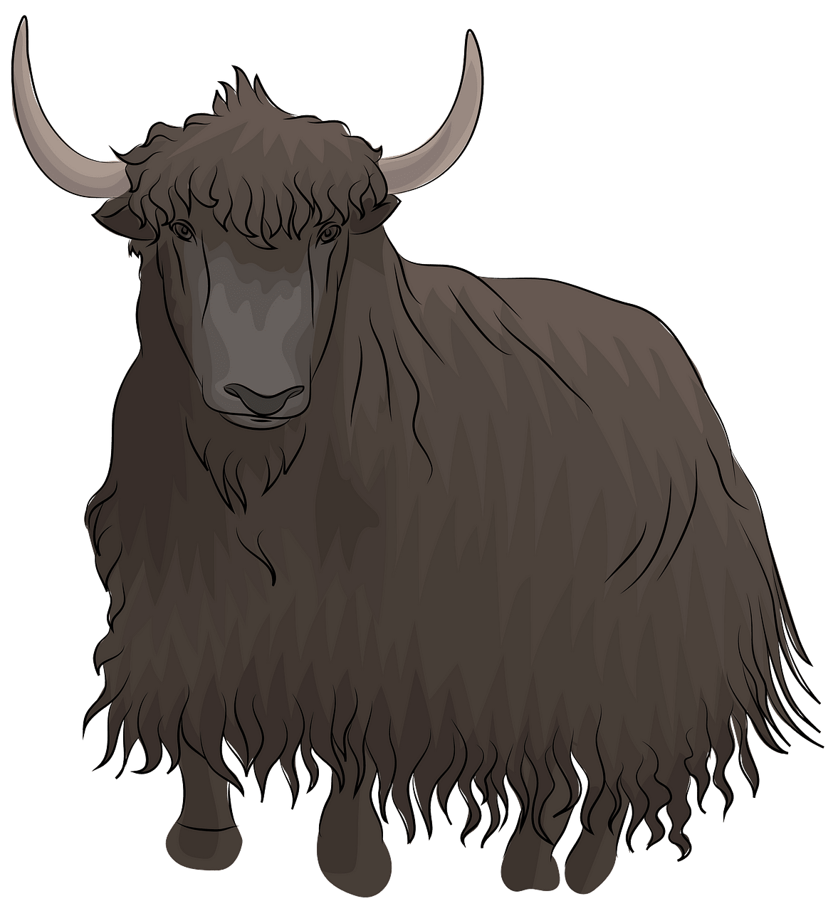 Yak clipart. Free download..