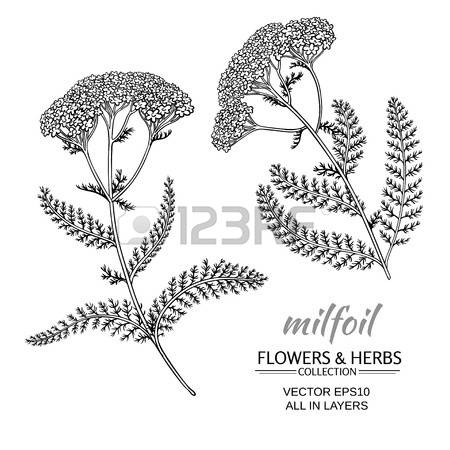 Yarrow clipart 20 free Cliparts | Download images on Clipground 2023