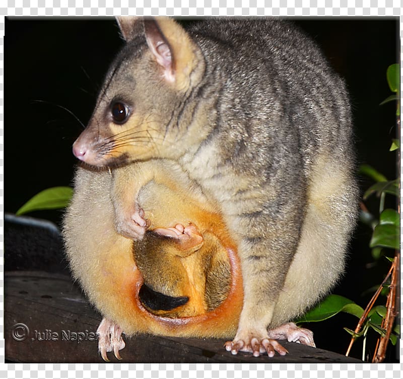 Common opossum Virginia opossum Marsupial Dormouse, pouch.