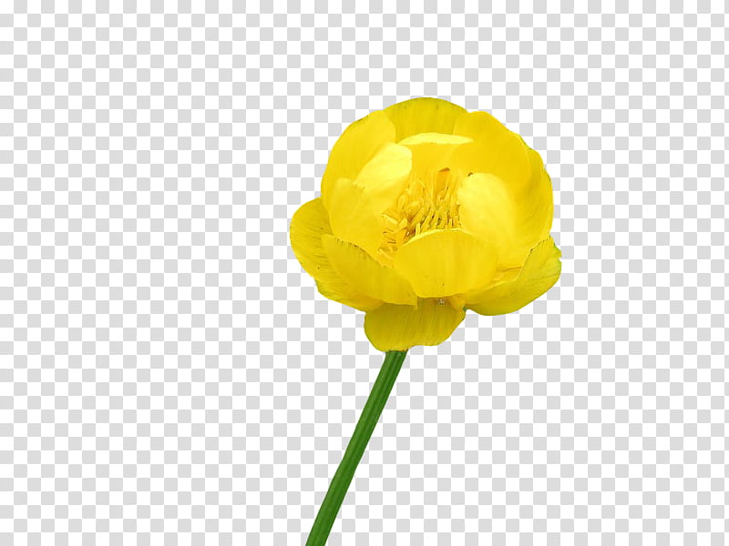 yellow buttercup flower in bloom transparent background PNG.