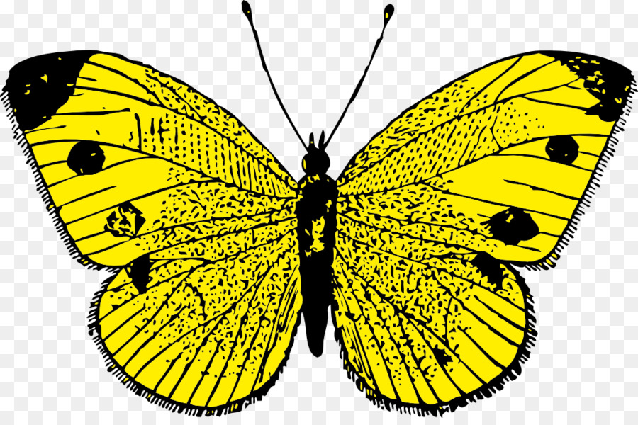 Butterfly Black And White clipart.