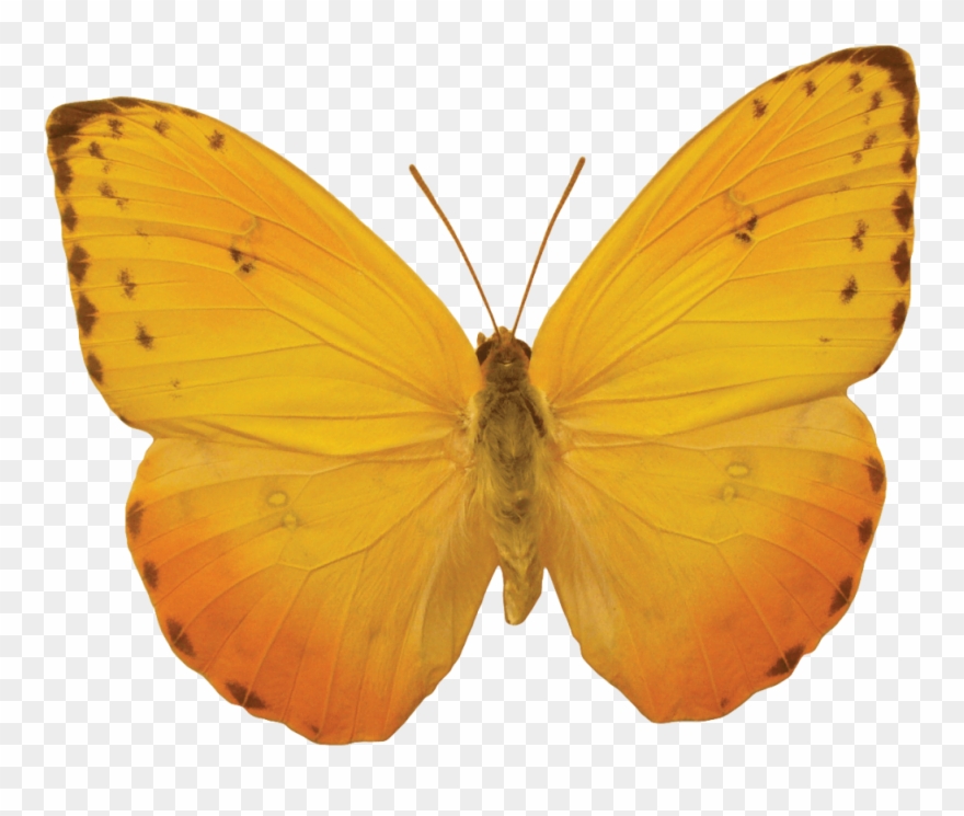 Download yellow butterfly png 10 free Cliparts | Download images on Clipground 2021