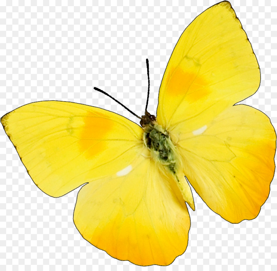Download yellow butterfly png 10 free Cliparts | Download images on Clipground 2021