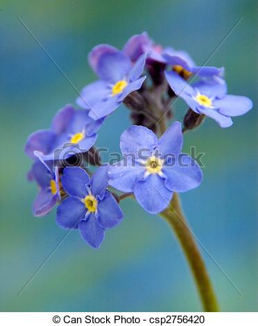 Stock Photography of BLUE FLOWER WITH YELLOW CENTRE (star flower.