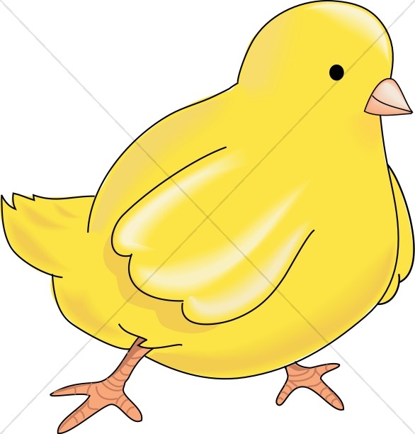 Yellow Chick.