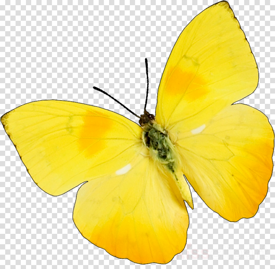 Download yellow clipart butterfly 10 free Cliparts | Download images on Clipground 2021