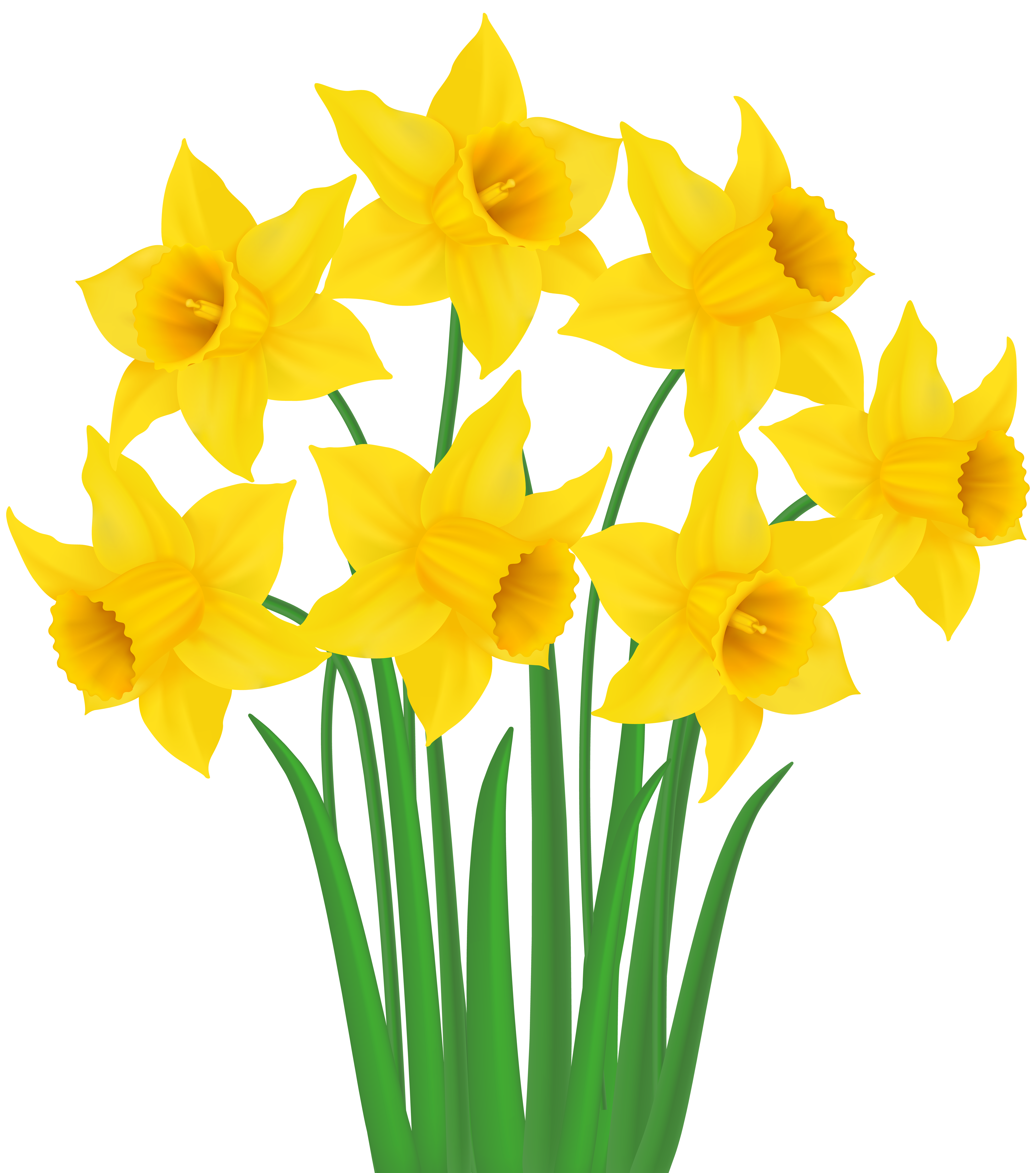 Yellow Daffodils PNG Transparent Clip Art Image.