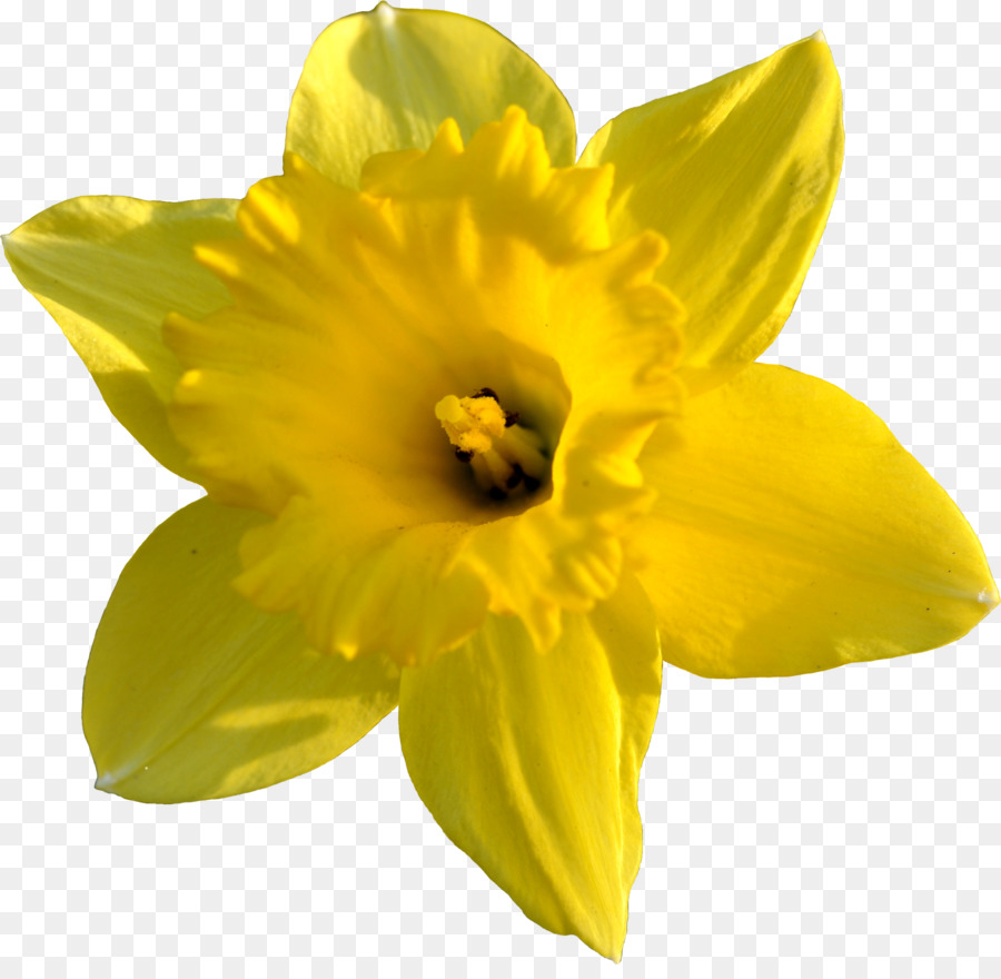 yellow daffodil clipart 10 free Cliparts | Download images on ...