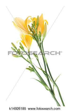 Stock Image of daylilies k14926185.