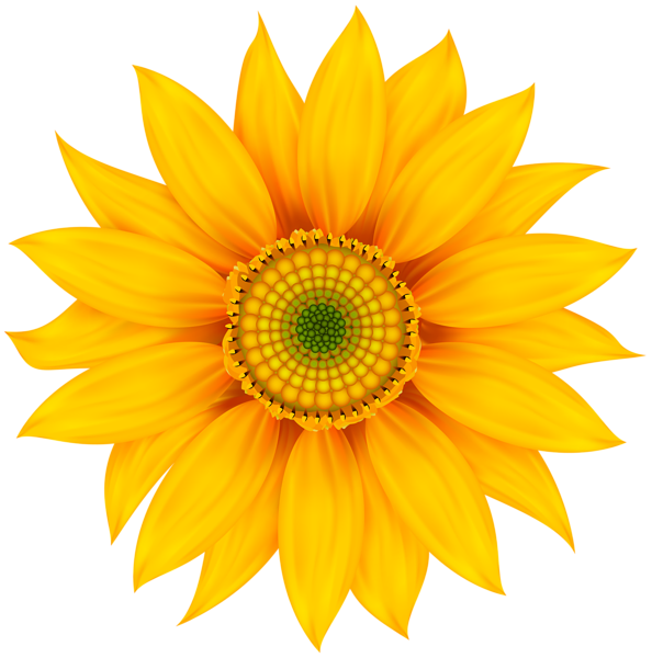 Free Free 300 Transparent Background Sunflower Clipart Free SVG PNG EPS DXF File