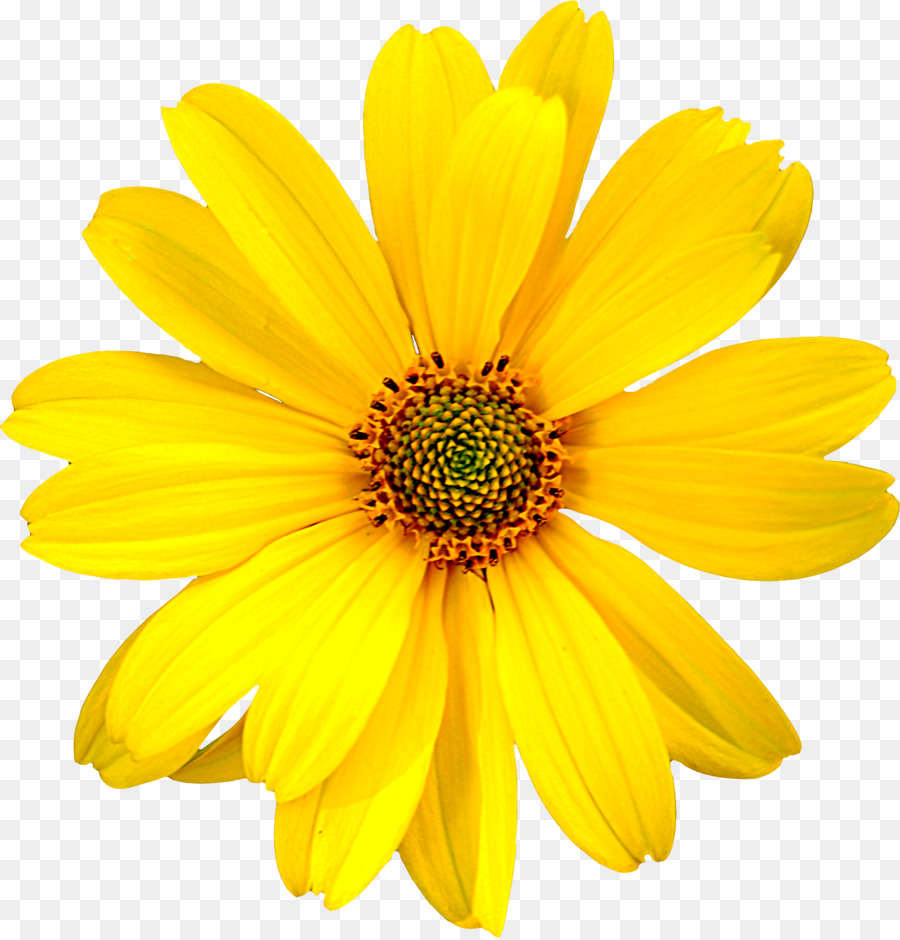 Download yellow flower png 10 free Cliparts | Download images on Clipground 2021