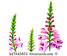 Foxglove Illustrations and Clip Art. 20 foxglove royalty free.