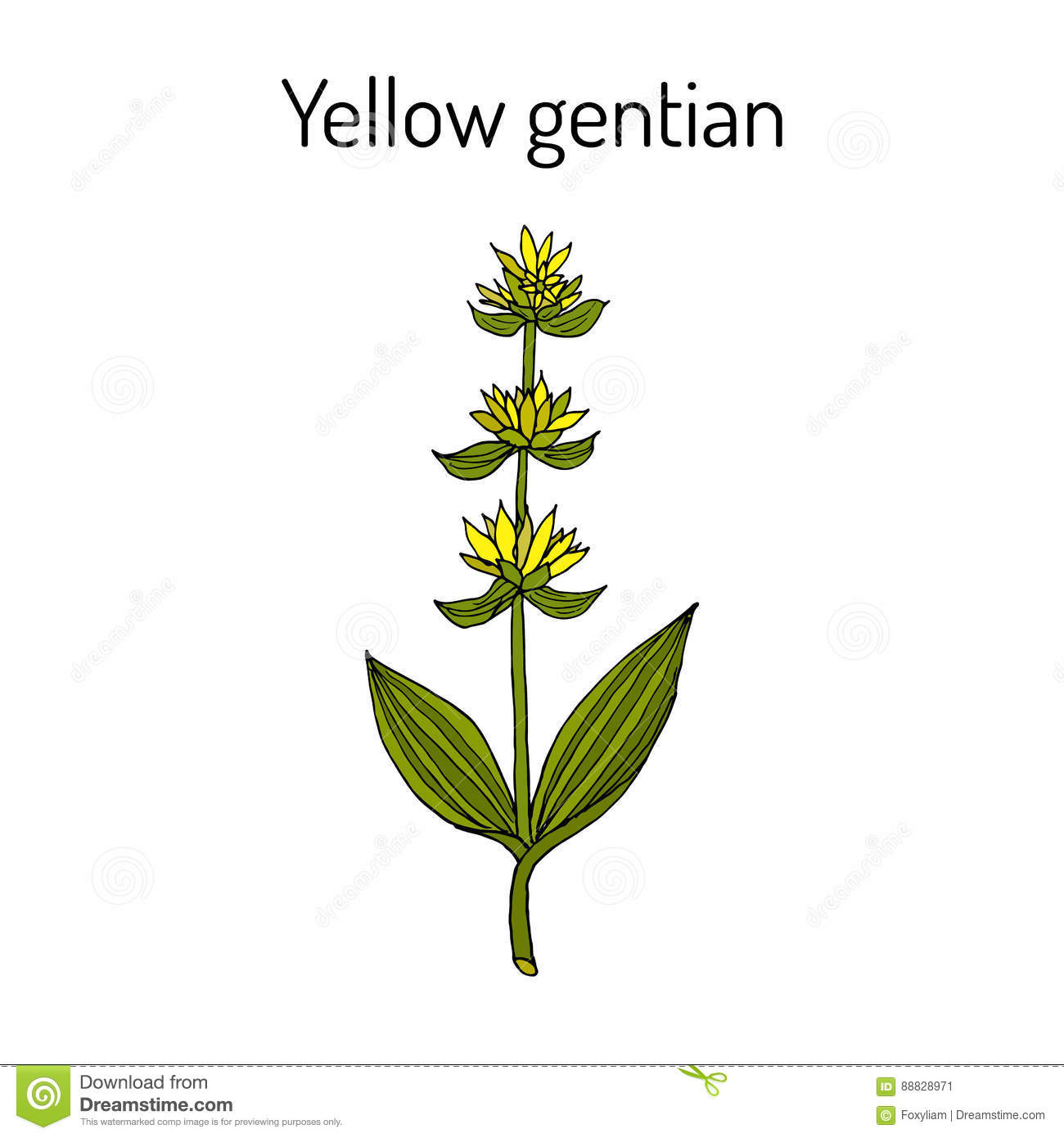 Gentiana Lutea Or Yellow Gentian, Botanical Vintage Engraving.