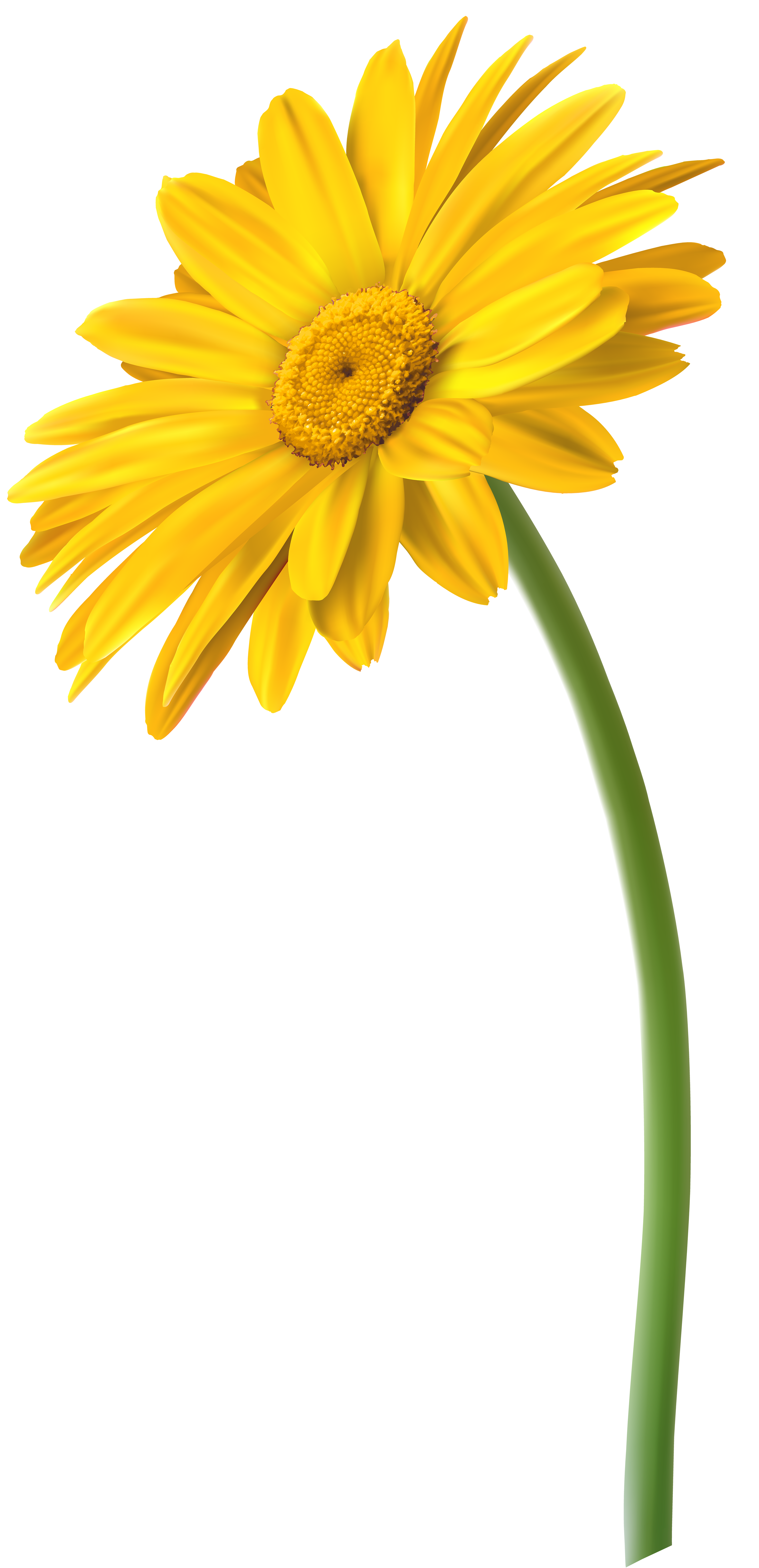 Yellow Gerbera Flower PNG Clip Art Image.