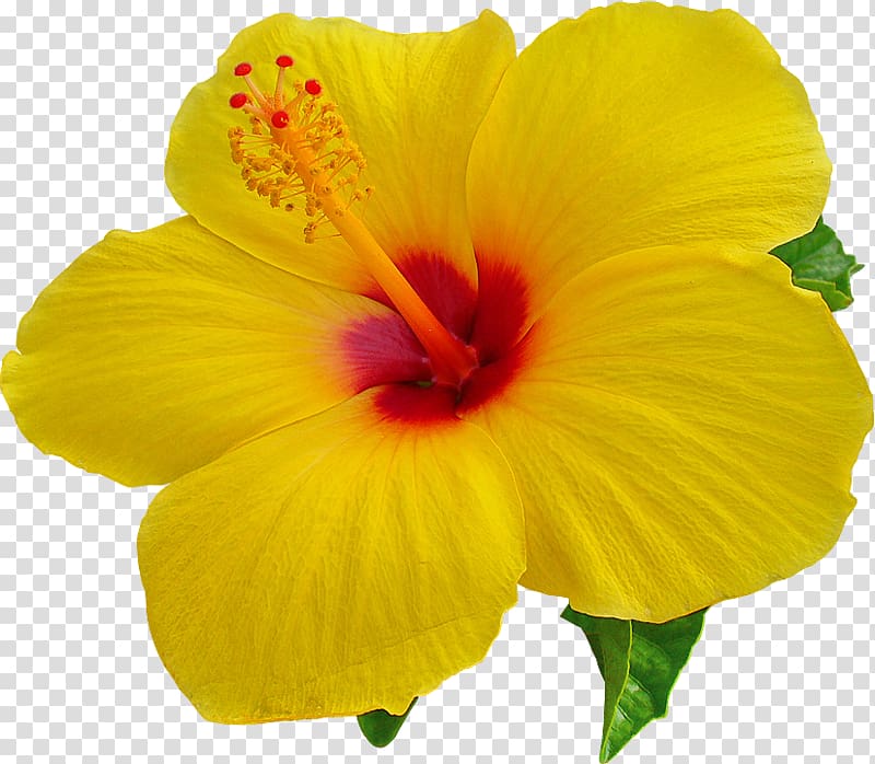 Yellow and red hibiscus flower illustration, Hawaii Desktop.