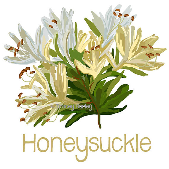 Honeysuckle flower clipart.
