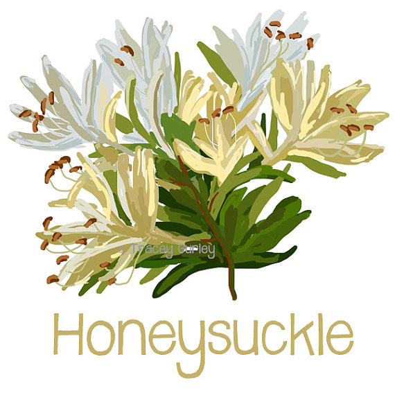 Honeysuckle Clipart 20 Free Cliparts Download Images On Clipground 2022