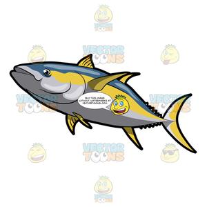 A Yellowfin Tuna.