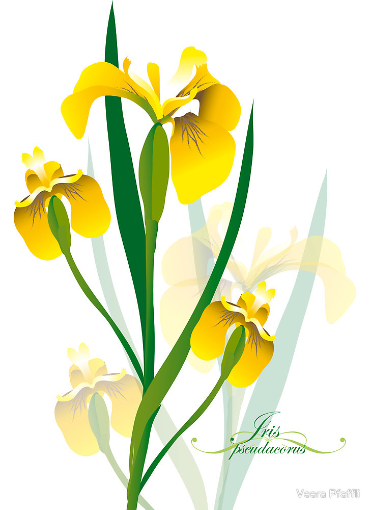 yellow iris flower design