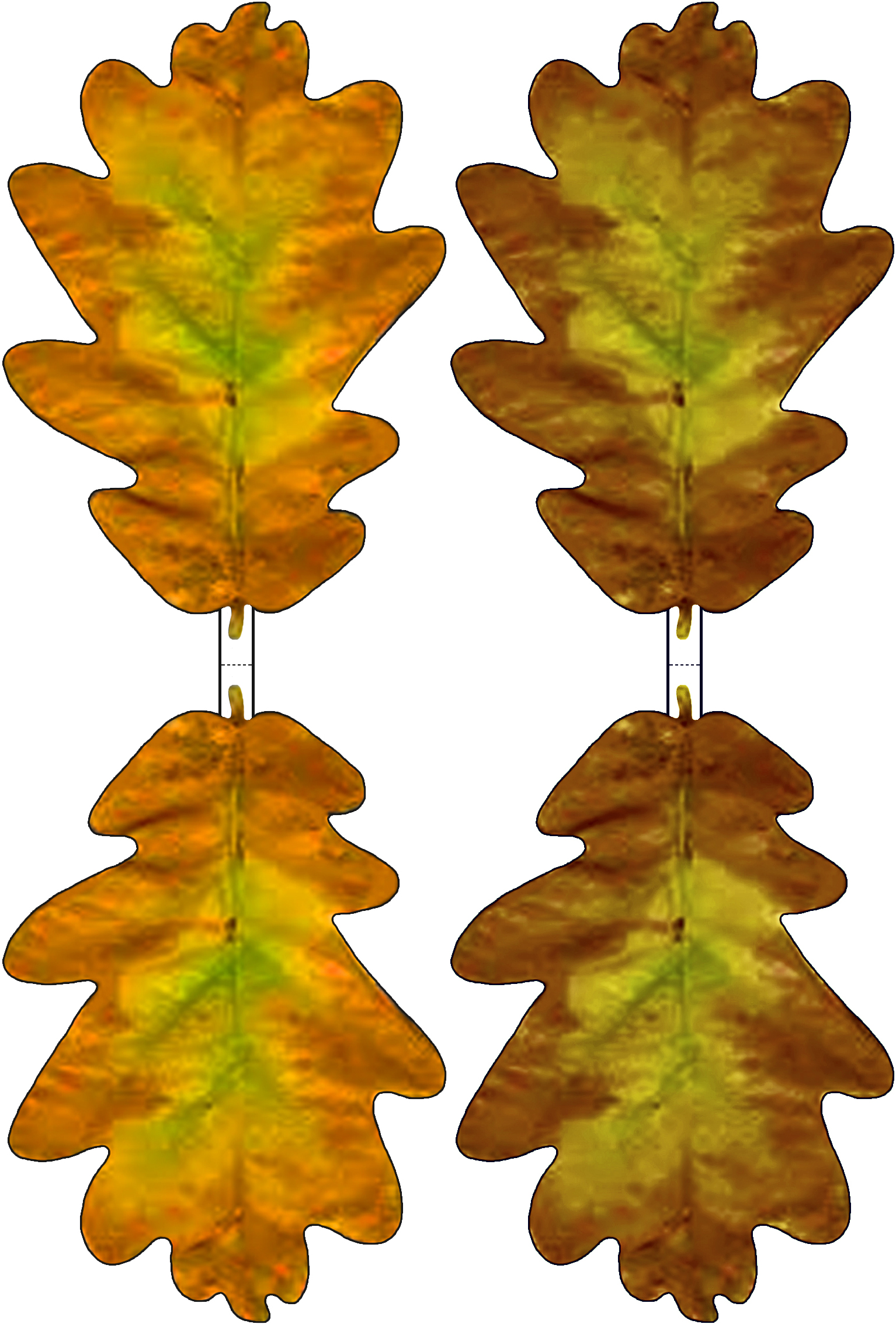 Yellow Oak Leaf Clipart.