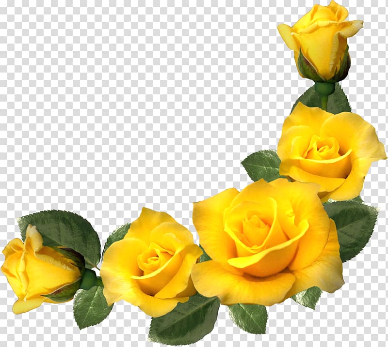 Yellow rose , Frames Yellow Rose Flower , yellow rose.