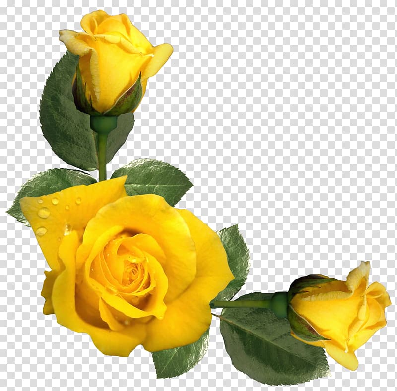Yellow roses, Rose Yellow Flower , Beautiful Yellow Roses.