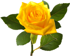 Download bleautiful yellolw rose, yellow rose bush png.