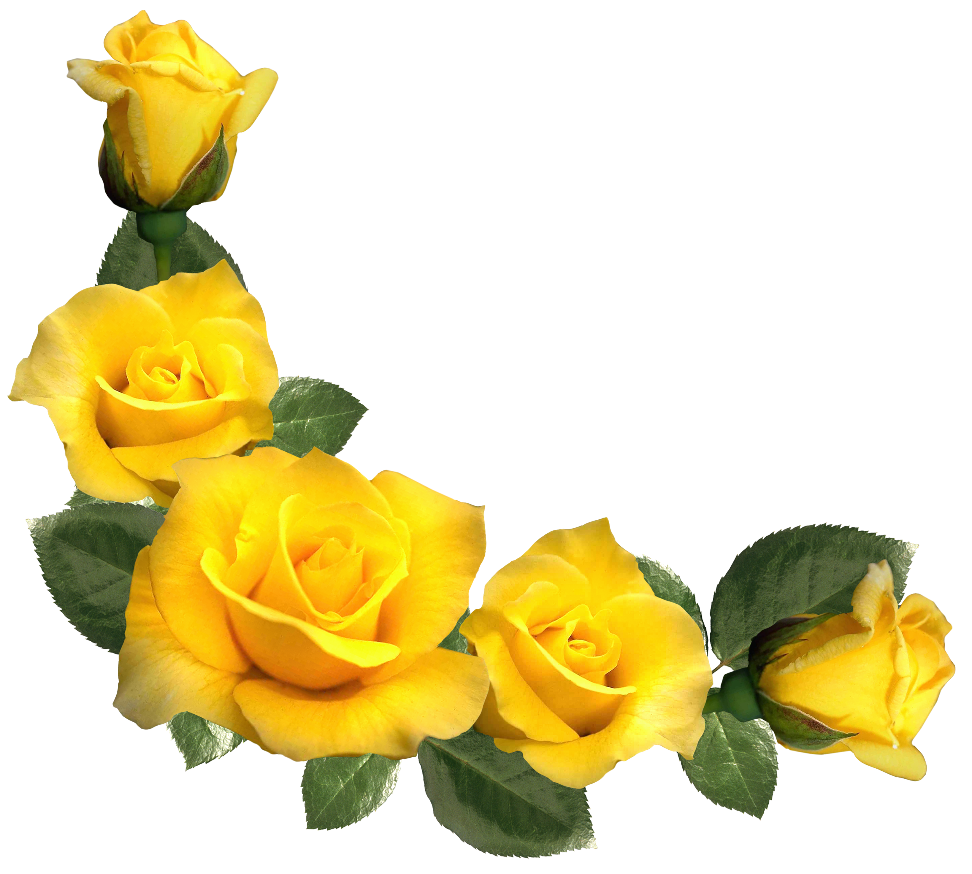 Yellow Roses Clipart.