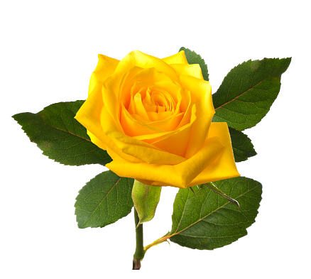 Yellw Rose png Transparent images free gallery.