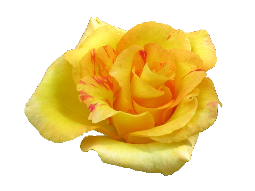 Yellow Rose Flowers Png Pic.