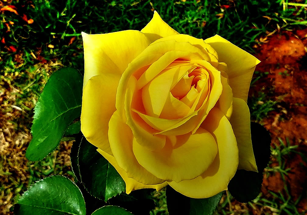 Yellow Roses.