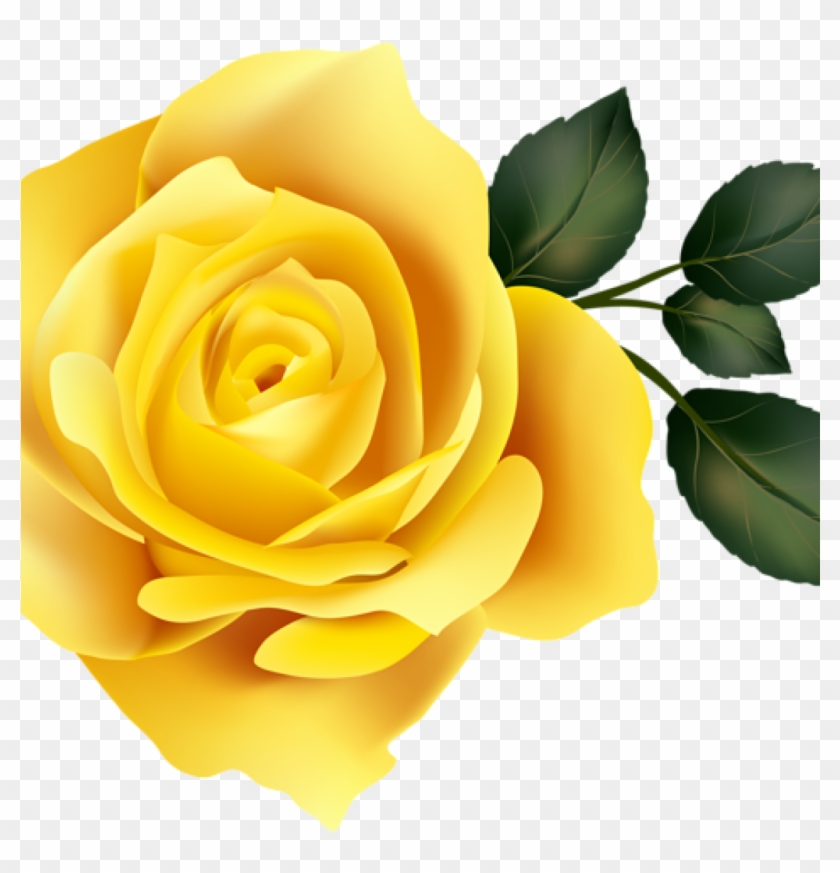 Yellow Rose Clipart 15 Rose Clipart Yellow Rose For.