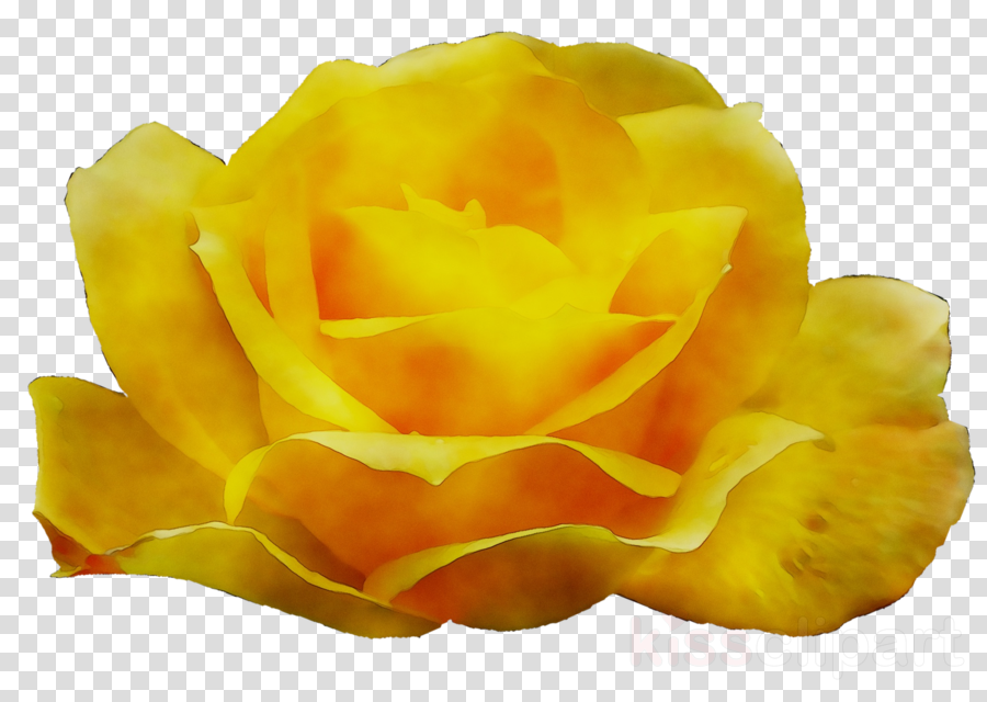 Yellow Roses clipart.