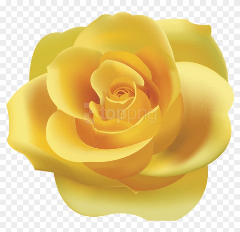 Download Yellow Rose Png Png Images Background.