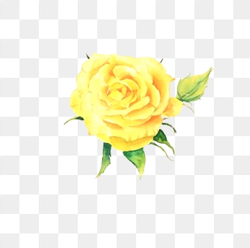 Yellow Rose PNG Images.