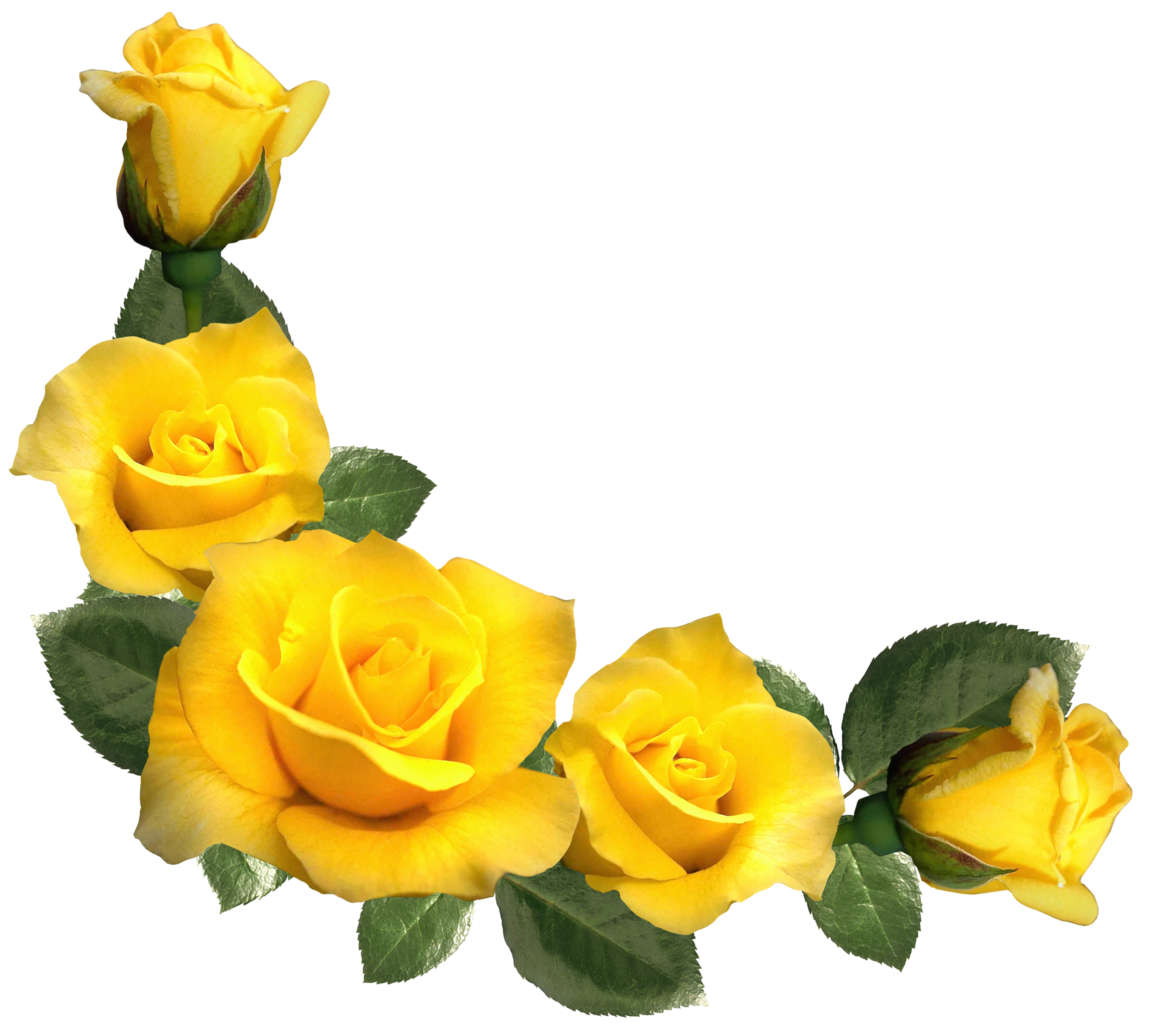 Yellow roses clipart.
